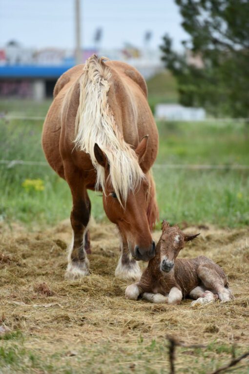 cheval comtois et son poulain, production de lait pour le savon